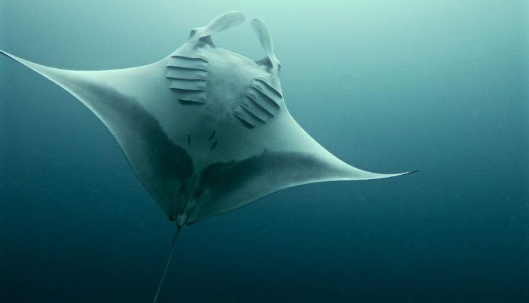 Diving In Manta Sandy Of Raja Ampat Papua Paradise