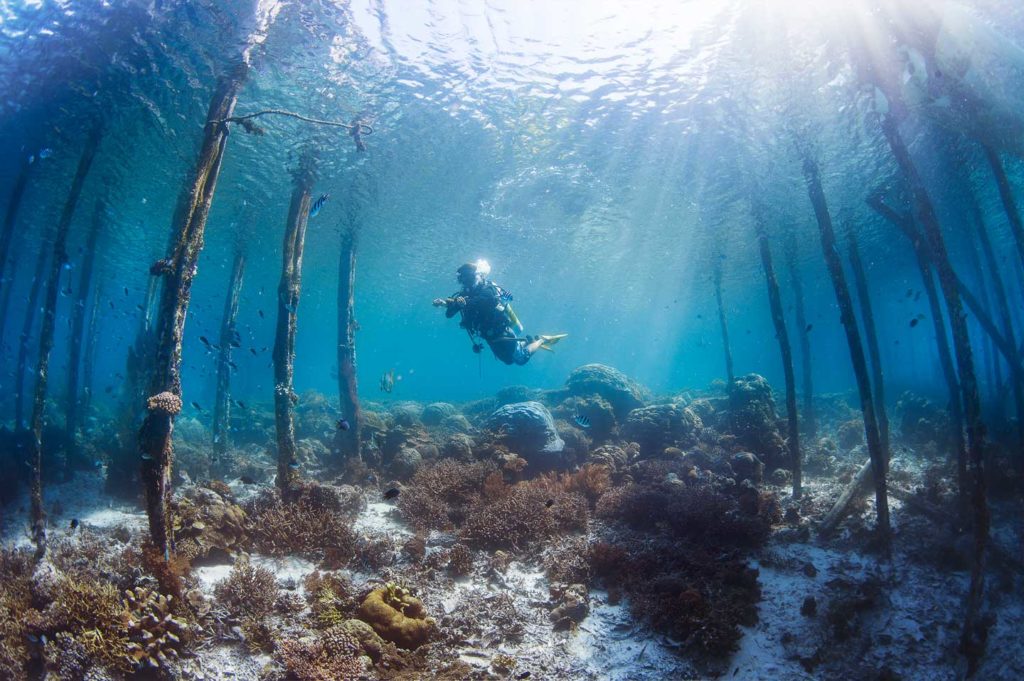 Underwater Photography – Raja Ampat Islands | Papua Paradise