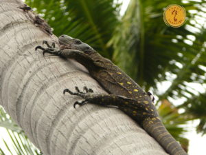 lizard climbing