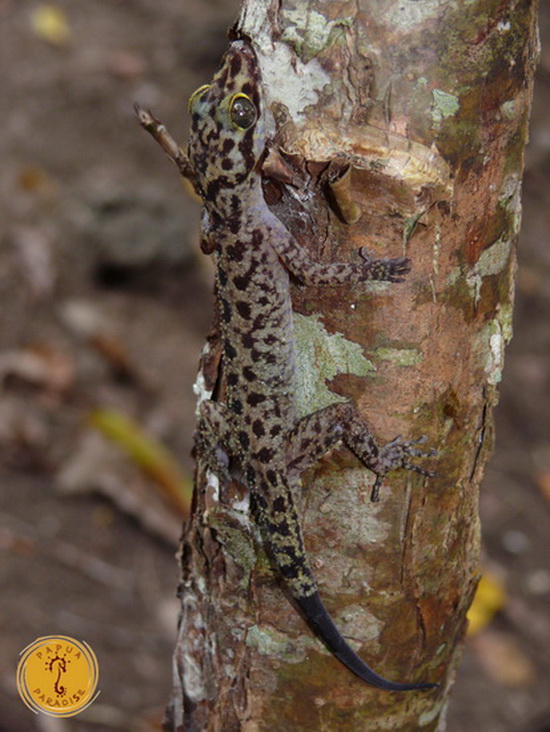 lizard species | Papua Paradise