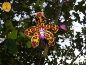 leopard colored Orchid