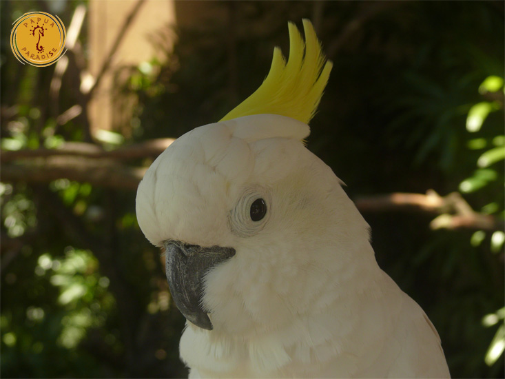 White Parrot Papua Paradise