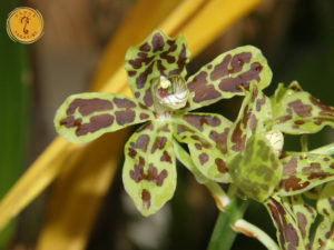 leopard plant