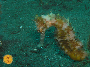 Seahorse