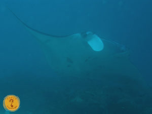 reef manta