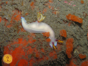 Life underwater Raja Ampat