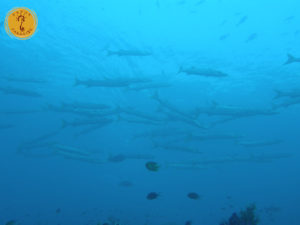 shoaling fish