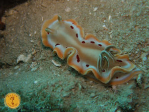 Papua paradise sea life