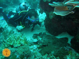 diving with papua