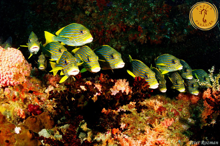 group-of-fish-papua-paradise