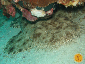 life underwater raja ampat