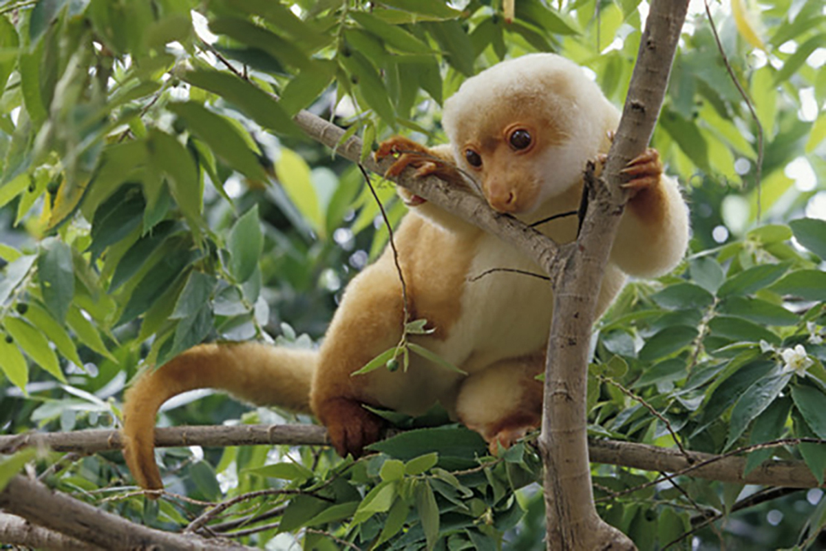 The spotted cuscus in Raja Ampat