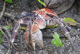 The Plight of Raja Ampat’s Coconut Crabs | Papua Paradise
