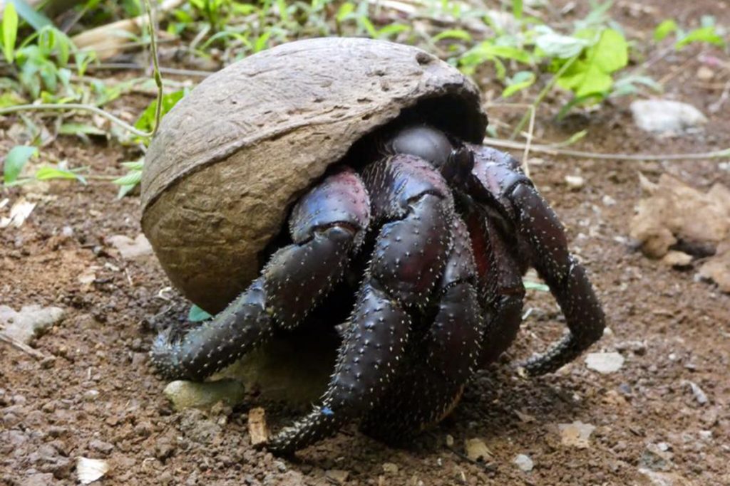 The Plight of Raja Ampat’s Coconut Crabs | Papua Paradise