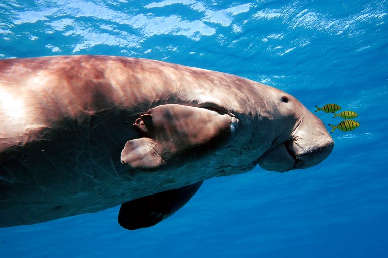 5 Fascinating Facts About Dugongs | Papua Paradise