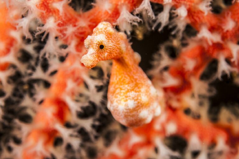 Meet the Pygmy Seahorses of Raja Ampat | Papua Paradise