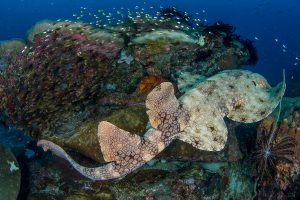 Why Choose Raja Ampat Over Other Indonesian Dive Destinations