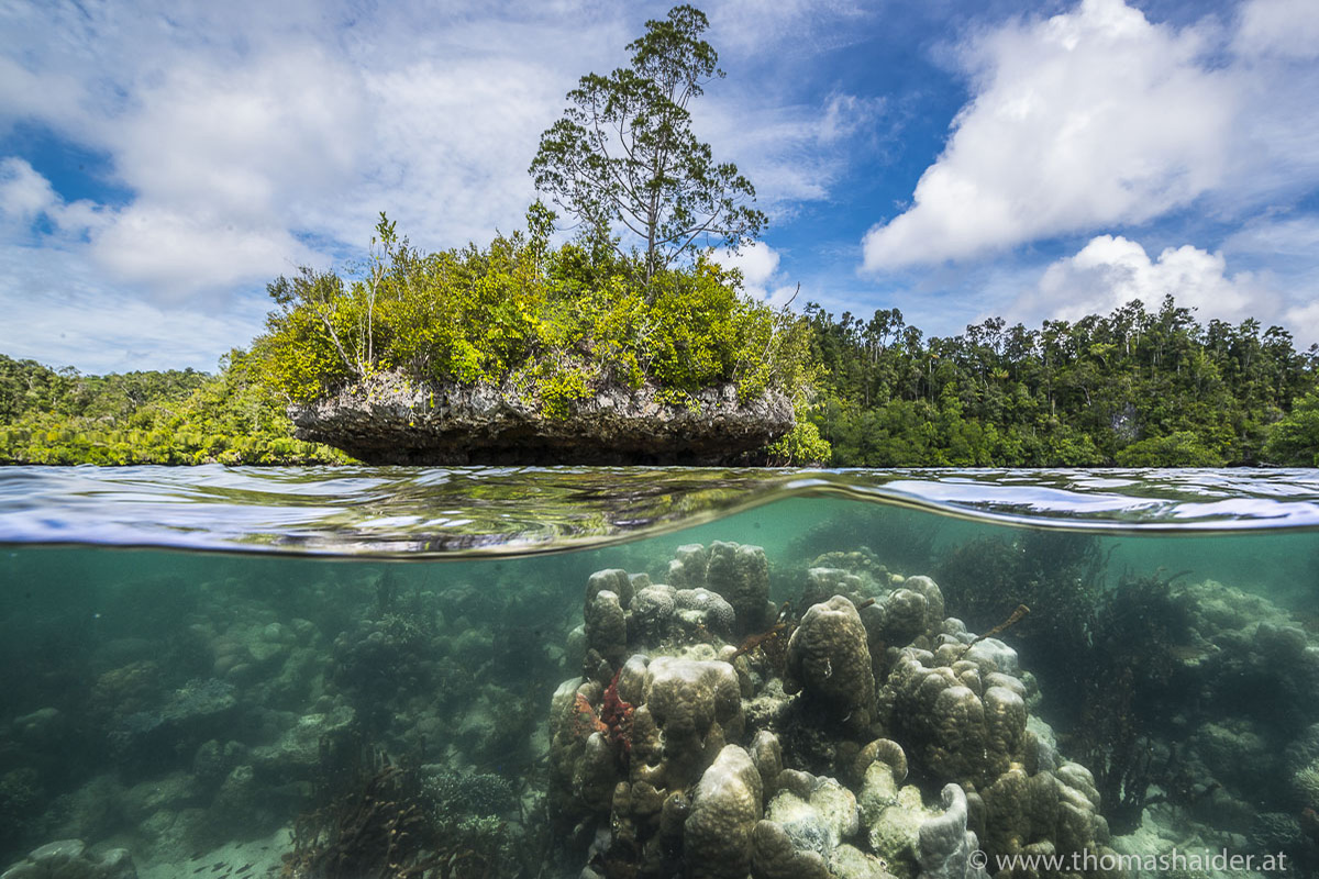 Learn About the Critical Ecosystems of Raja Ampat