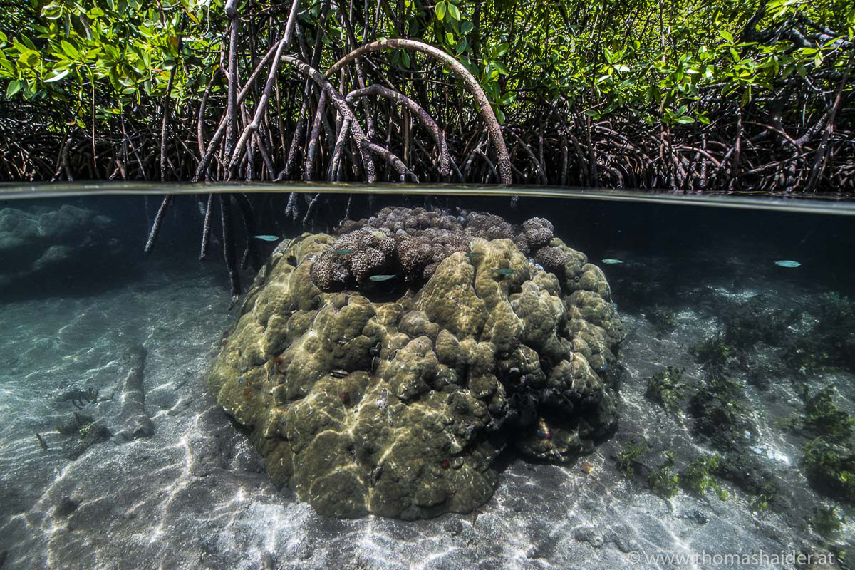 Learn About the Critical Ecosystems of Raja Ampat