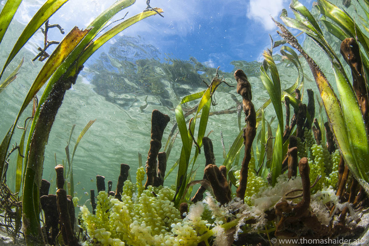 Learn About the Critical Ecosystems of Raja Ampat