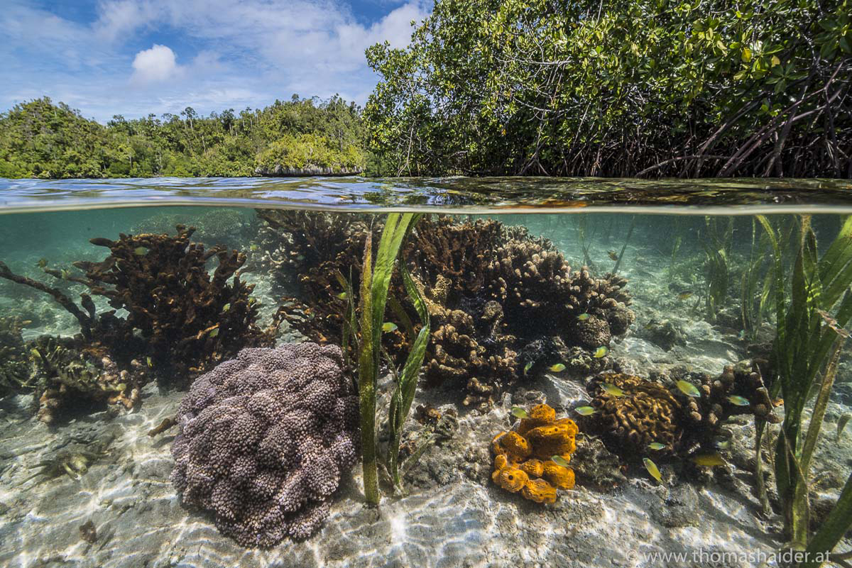 Exploring Invertebrates in Raja Ampat