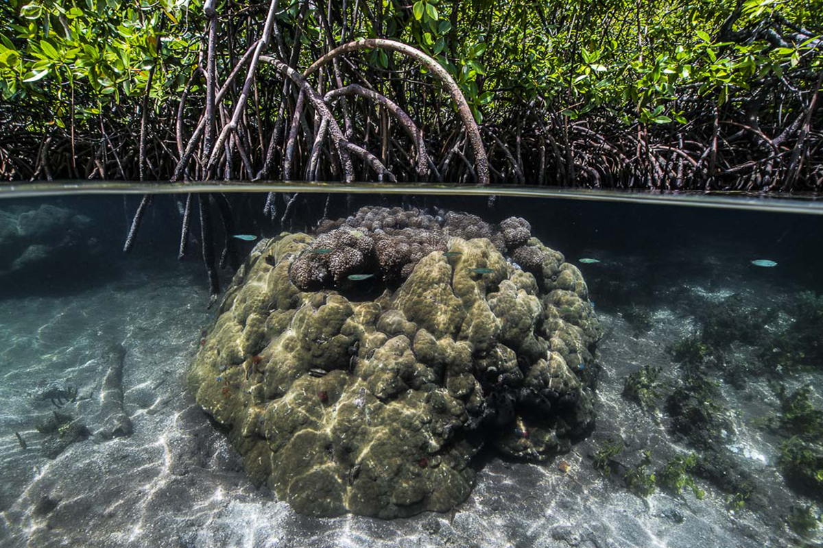 How Tourism Actually Helps Marine Conservation in Raja Ampat