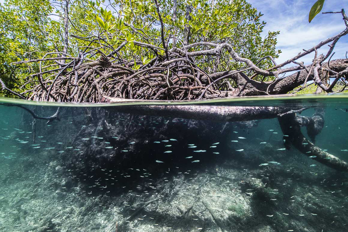 The Mesmerizing World of Mangroves in Raja Ampat