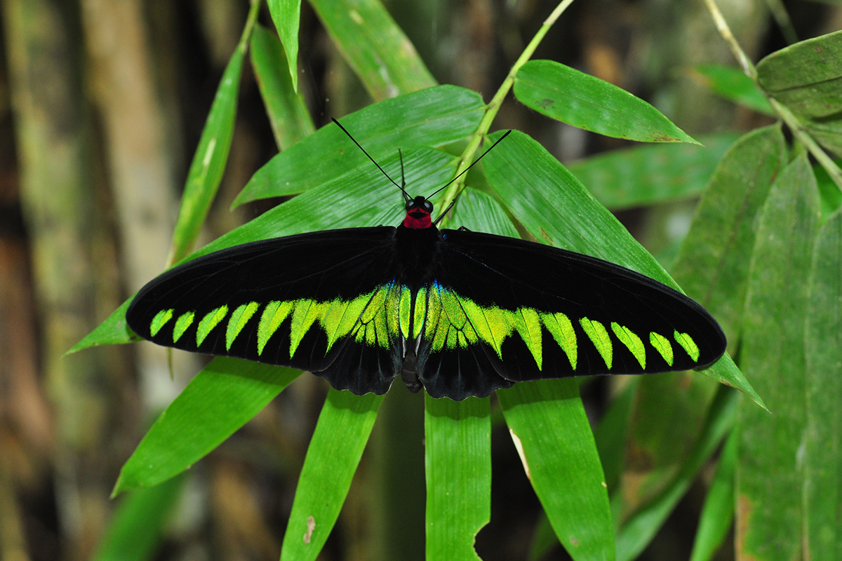 Raja Brooke’s birdwing - Buttlefly Raja Ampat