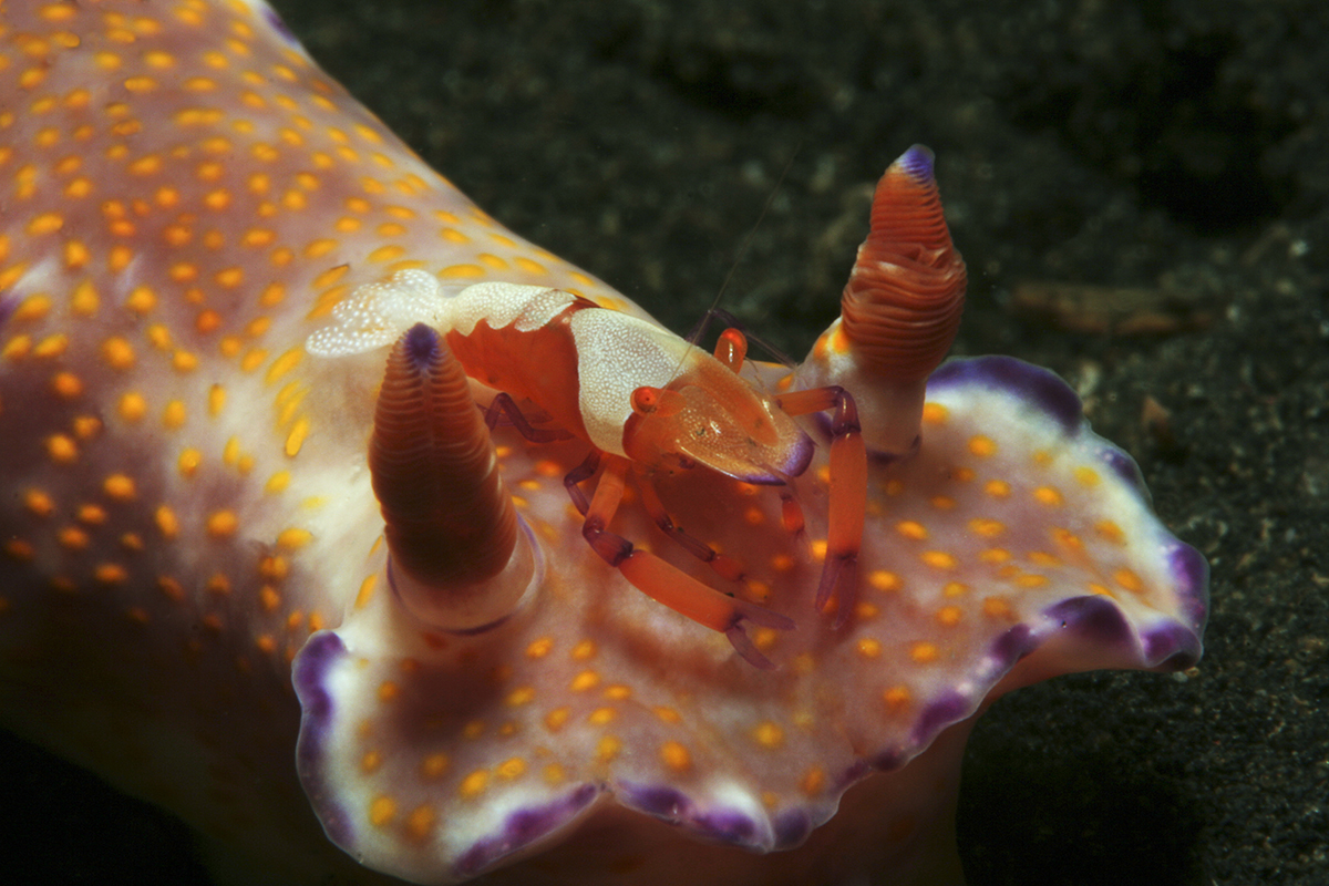 Discovering Raja Ampat Night Dives 