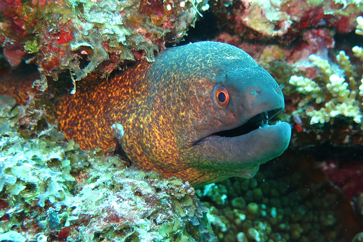 Discovering Raja Ampat Night Dives